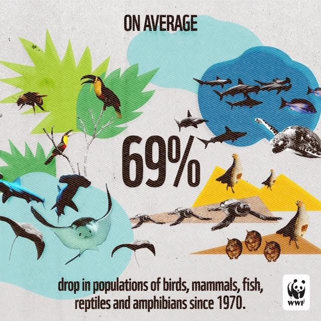 Kate Walsh (@katewalsh) on Twitter photo Wildlife population numbers have plummeted by 69% on average since 1970, according to the 2022 Living Planet Report by <a href="/World_Wildlife/">World Wildlife Fund</a>, we need to turn things around – now. RT for our #LivingPlanet #LPR2022 💗🌎
Learn more at wwf.to/LPR2022 Wildlife population numbers have plummeted by 69% on average since 1970, according to the 2022 Living Planet Report by <a href="/World_Wildlife/">World Wildlife Fund</a>, we need to turn things around – now. RT for our #LivingPlanet #LPR2022 💗🌎
Learn more at wwf.to/LPR2022