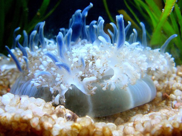 This is the upside-down jellyfish!
They live in mangrove forests and shallow lagoons along tropical coasts.
Fun Fact: These jellyfish can actually release venom filled mucus bombs that can sting organisms swimming nearby.
You're doing great today and you totally got this!! ♡♡