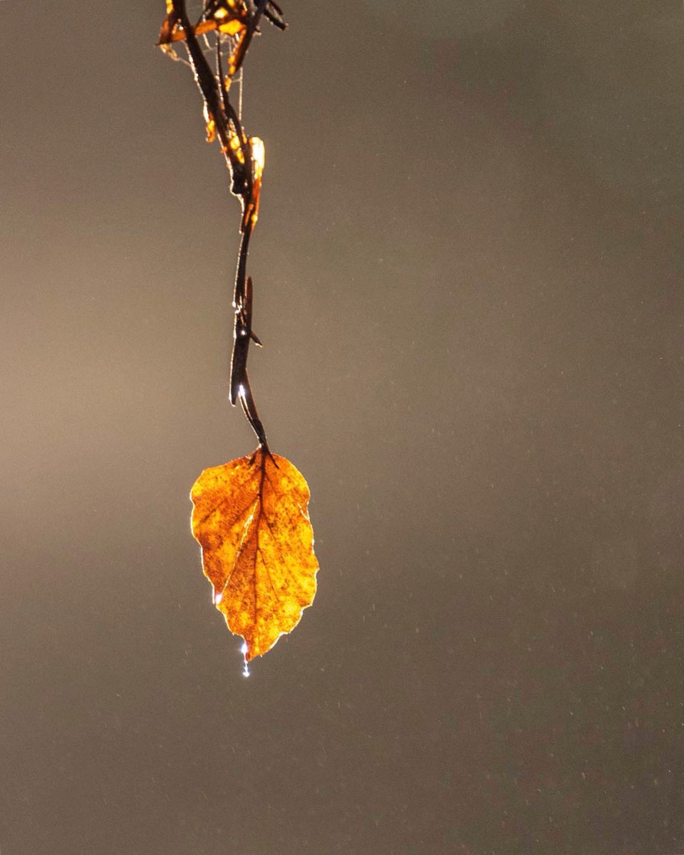 Sometimes it’s the simple things..🍂

#autumn #autumnleafwatch #newforest #nature #weather #stormhour #ukpotd