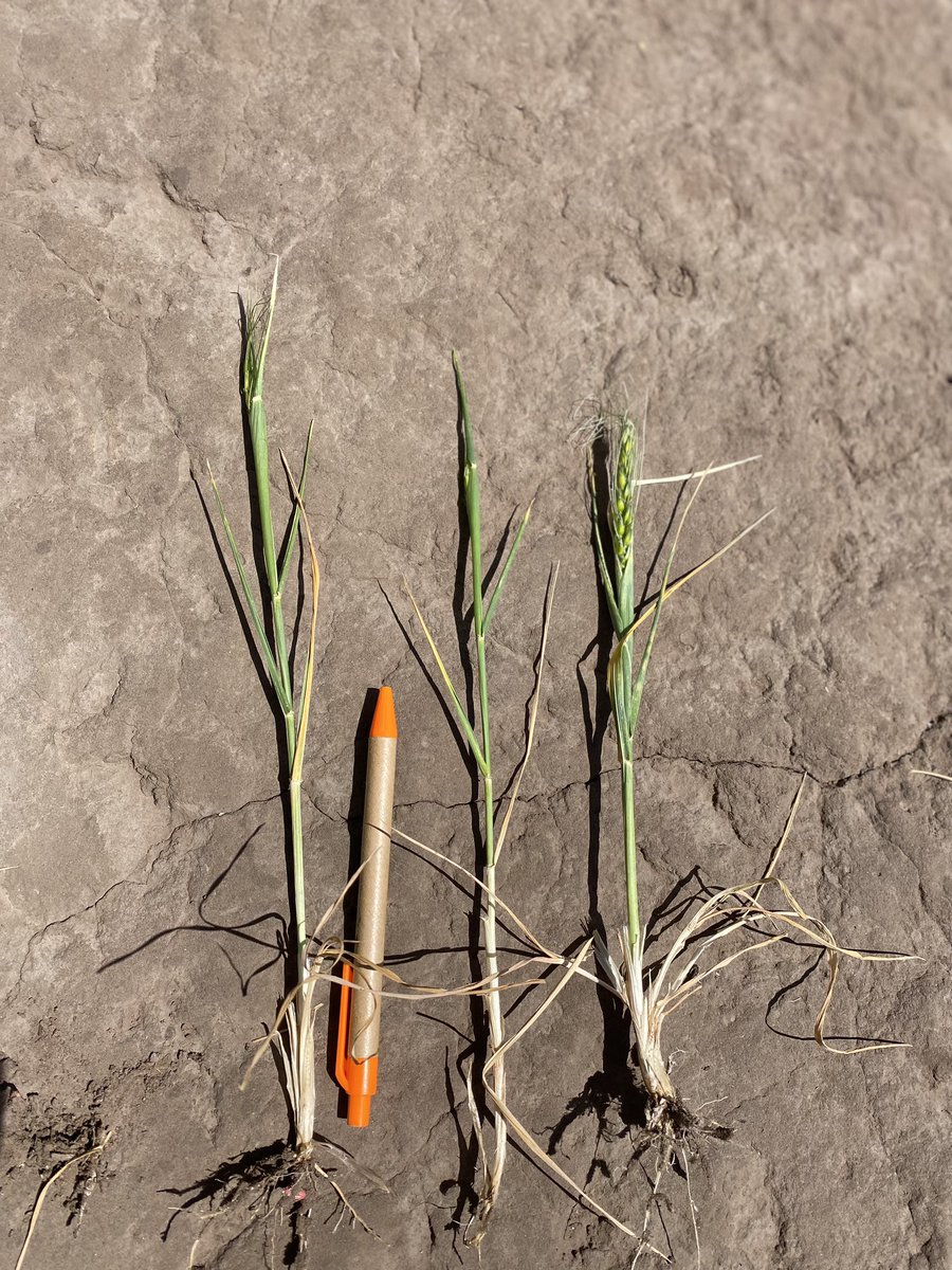guilleberas's tweet photo. Nacer -> sobrevivir -> dejar desendencias 
Nos olvidamos que la naturaleza en tan sabia! https://t.co/hetg30j6Cd