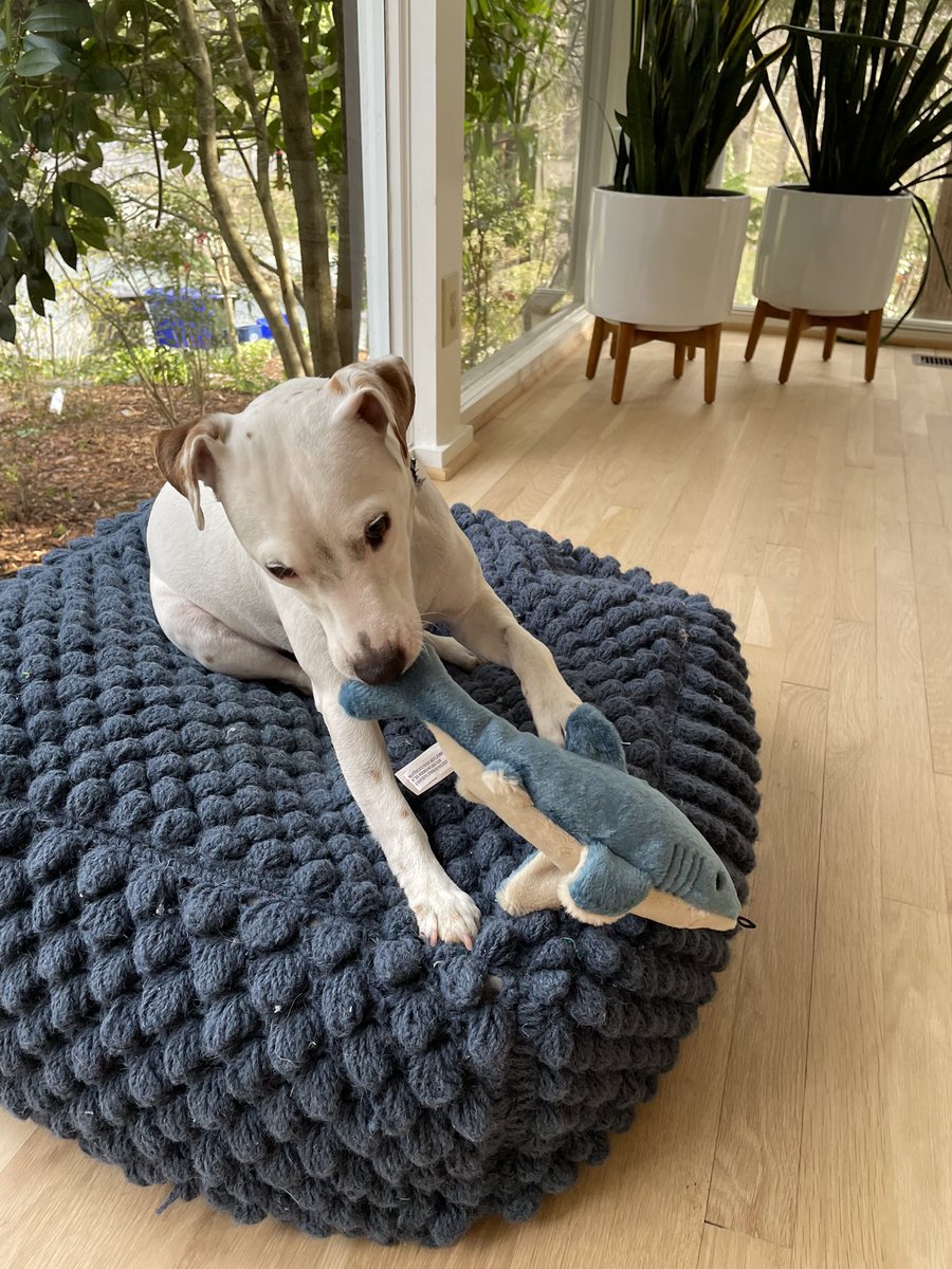 Alain’s Tater Tot is another eager #dogsofasms! He’s very passionate about applying mass spec to marine samples #TeamMassSpec <a href="/asmsnews/">Am Soc for Mass Spec</a> <a href="/DrLauraSanchez/">Dr Laura Sanchez</a> <a href="/The_AnderPLANTS/">Chris Anderton</a>