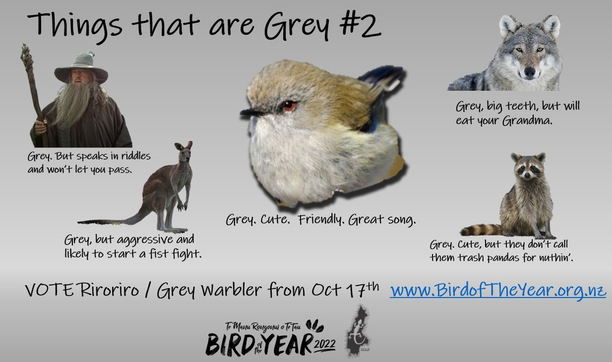 Don't be swayed by the other greys.
Vote riroriro /grey warbler in the <a href="/Forest_and_Bird/">Forest & Bird</a> #BOTY2022.
#GreyAllDay
