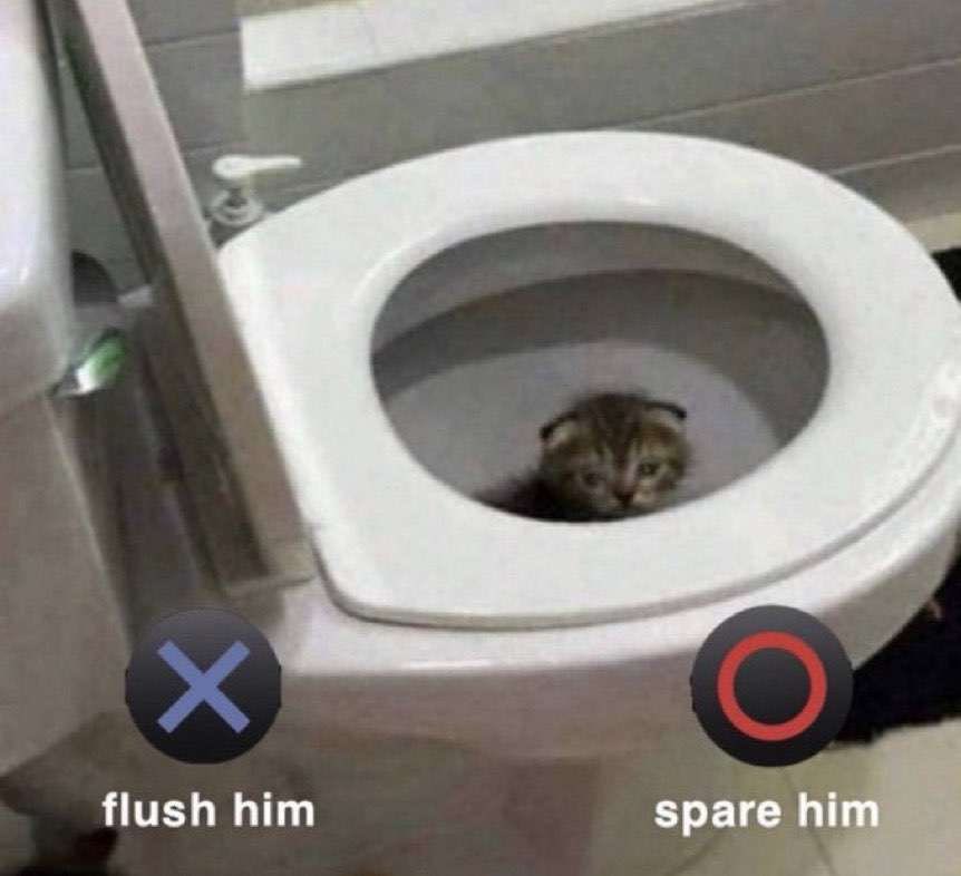 Tweets Of Cats (@tweetsofcats) on Twitter photo 