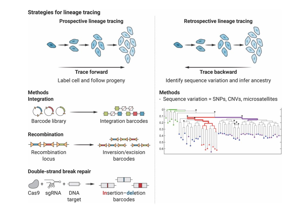 Interested in how cellular barcoding can help us better understand and treat human diseases? Please check out this review from @leonard_zon, @JswLab, and I in @ScienceMagazine today: science.org/doi/10.1126/sc…