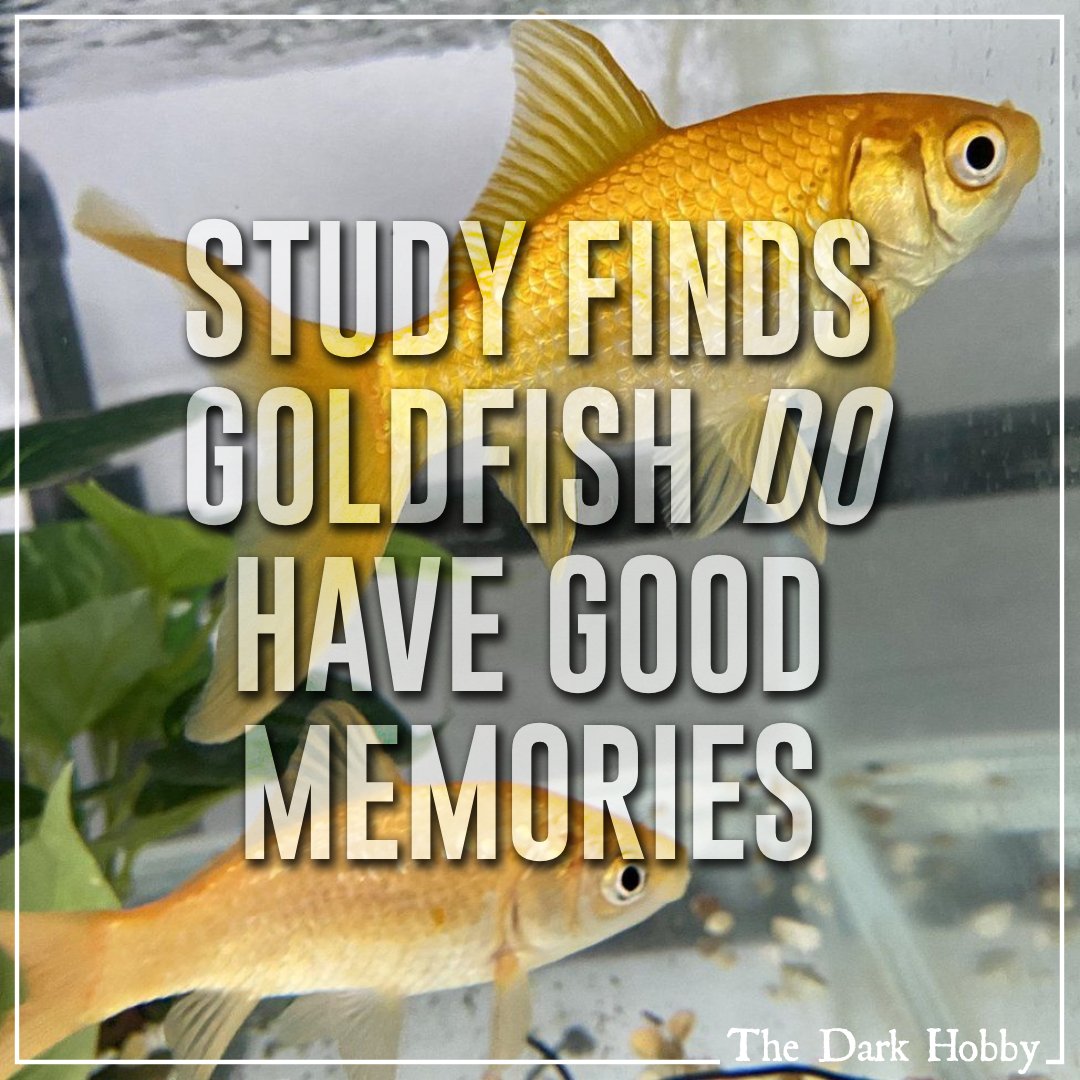 DarkHobby's tweet photo. Oxford University: Goldfish do have good memories, scientists find.
https://t.co/V4aa1MS0Ez
#fishlives #fishsentience #animalsentience #fishcruelty #science https://t.co/0ogHdDgHrp