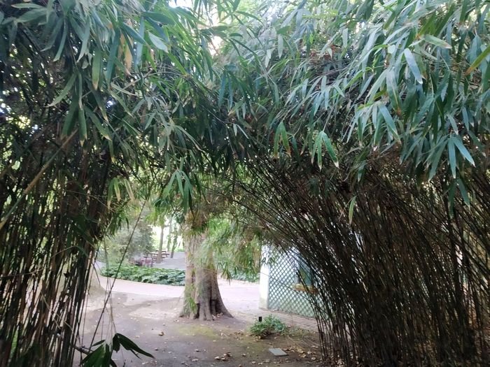 JBHConcepcion's tweet photo. Desde los invernaderos antiguos nos dirigimos a la casita del jardinero. Nos recibe este arco de bambúes; a la izquierda bambú negro (Phyllostachys nigra), y a la derecha bambú flecha (Pseudosasa japonica) #bambu #bomboo #bambusoideae @GuidetoMalaga @typcostadelsol @GPC_EnEspanol https://t.co/0zEEPztpKR
