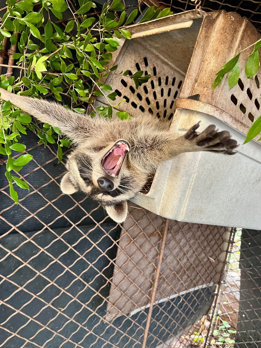 awarewildlife's tweet photo. Orphaned Raccoons Ready for Release! - https://t.co/HcKL7sNL4z https://t.co/YRXKZewlXZ