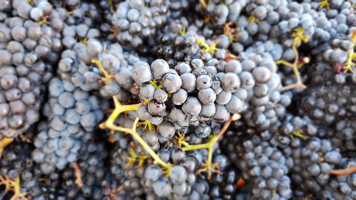 AuroraColonyVW's tweet photo. Harvest 2022 is on! Below are our Pommard Pinot Noir grapes that we picked yesterday.
#wvwine #auroraoregon #auroracolonyvineyards #oregonwine #willamettevalleywine #willamettevalley #pinotnoir #harvest2022 https://t.co/WfoxeJHzVL