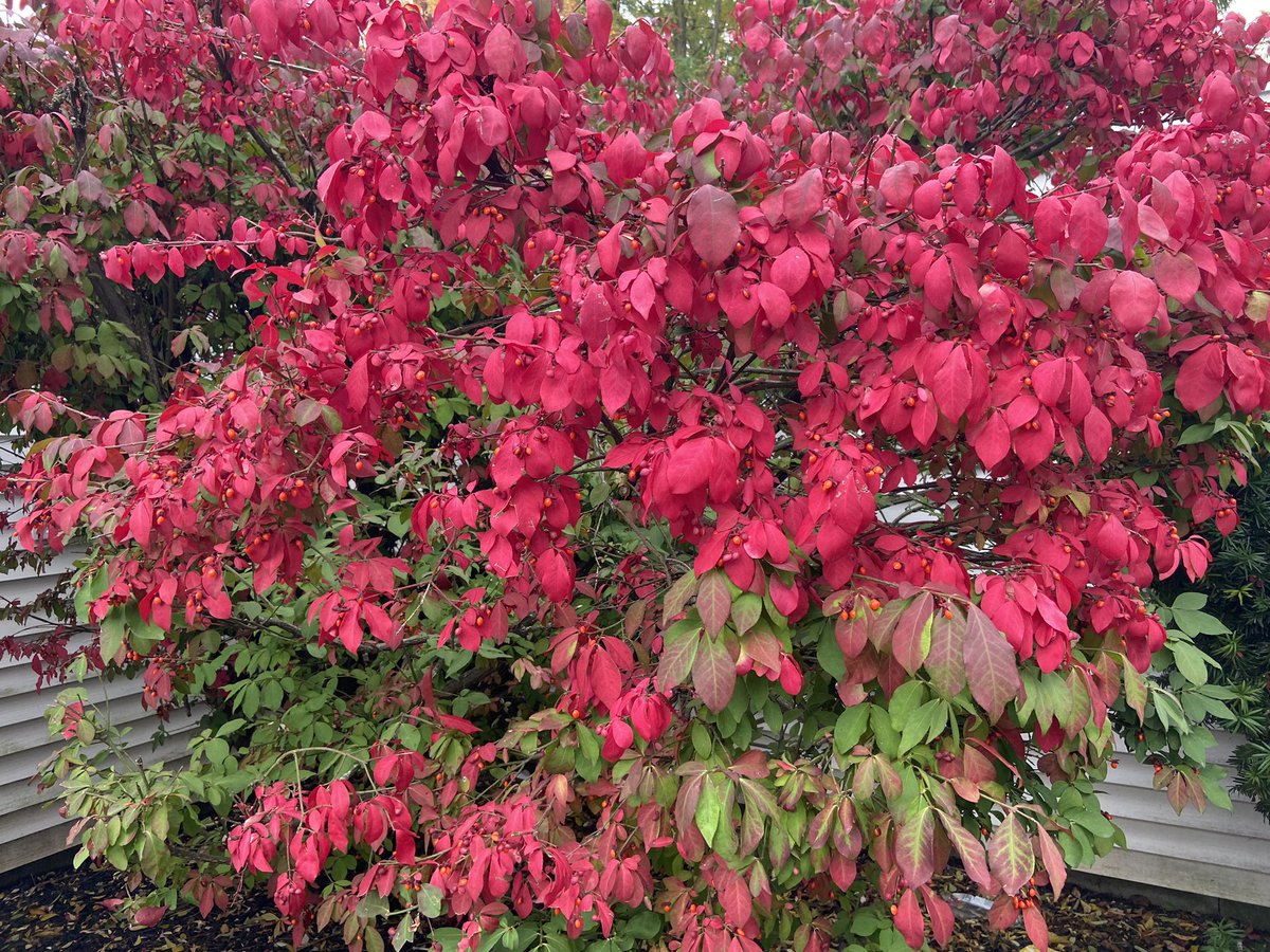 Fall color outside my clinic.