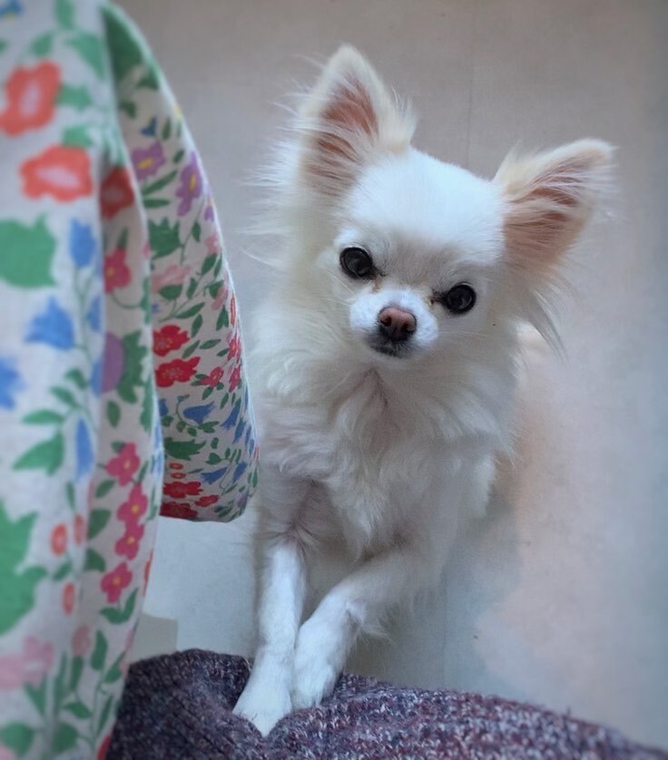 wee_chi_ivy's tweet photo. Save some for moi 🫶🏻
-
📸 @cat.liv.fra
-
#glasgow #glasgowdogs #glasgowdogsofinstagram #pet #sillydog #dramaticdog #petsofinstagram #dog #chihuahua_glasgow #dogoftheweek #dogsofinstagram #petlove #dogs #petlife #chihuahuas #puppy #dogstagram #instado… https://t.co/8tWEBGS1tP https://t.co/Aq1ufwOv2w