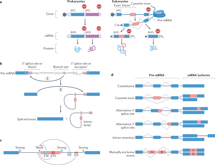 Nature Reviews Molecular Cell Biology on Twitter "Now Online The