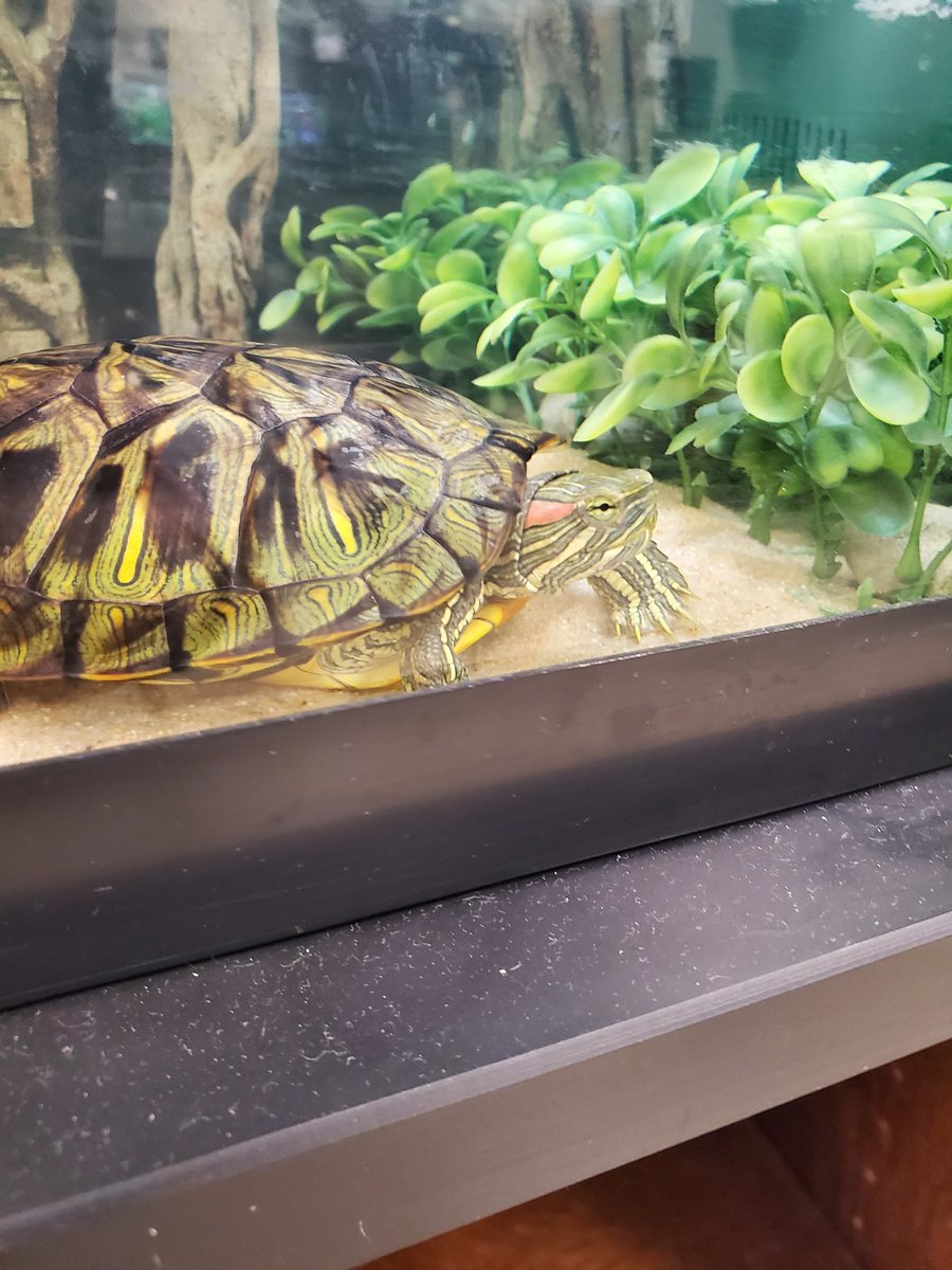 CFHS Aquatics tweet media