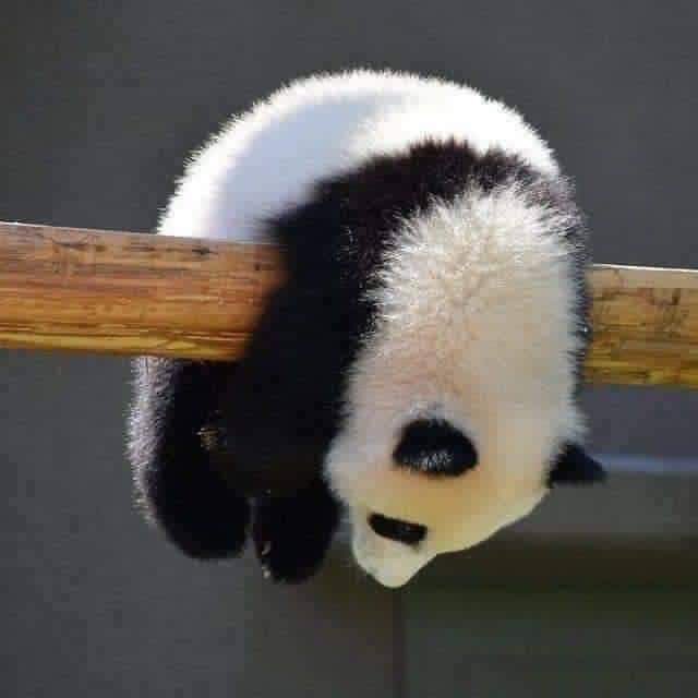 iMahbuob's tweet photo. عندما يحزن صغير الباندا🐼💔 https://t.co/3Urr6Y8AU3