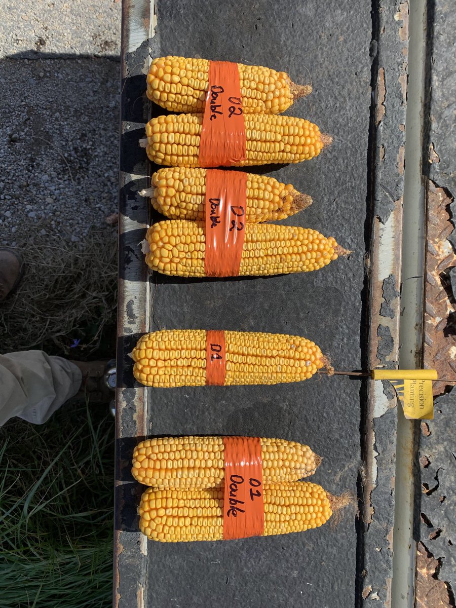 Jeff C (@jcoleman_ag) on Twitter photo Got the last emergence trial done today. Results are doubles, skips and late emergence cost bushels. Get your 2023 flag kit ordered before they’re out- Precisionplanting.com <a href="/PlantersPrecAg/">Planters Precision</a> D1=Day 1 emerged D2=Day 2 emerged Got the last emergence trial done today. Results are doubles, skips and late emergence cost bushels. Get your 2023 flag kit ordered before they’re out- Precisionplanting.com <a href="/PlantersPrecAg/">Planters Precision</a> D1=Day 1 emerged D2=Day 2 emerged