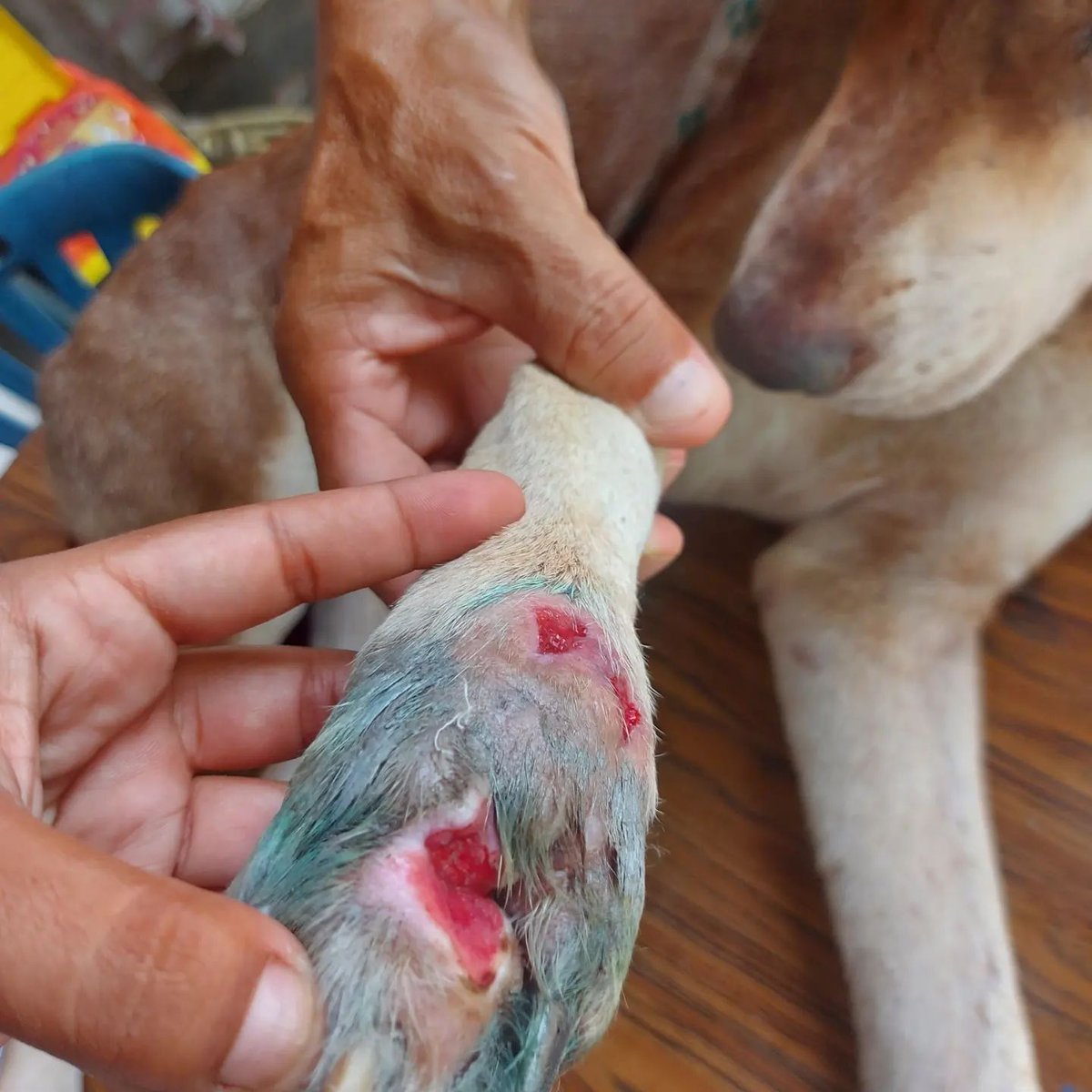 Almost ready the paw of the old maximum 🐕
Excellent recovery💉🩹💞

thank you all for your great support🙏