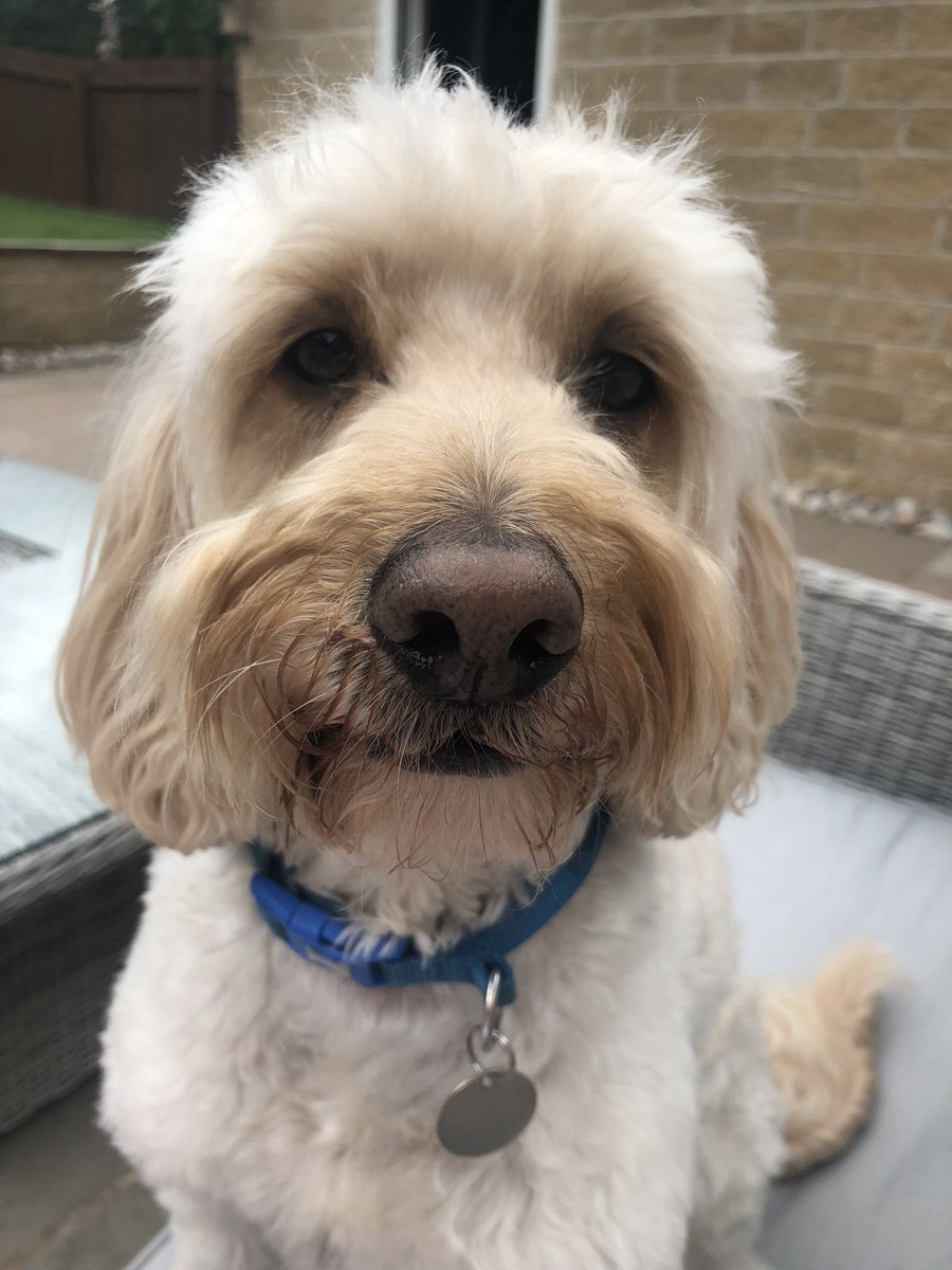 OMG_NHS's tweet photo. #lovetosee, #WorldSightDay2022, This pooch ❤️❤️ https://t.co/HHJ1EN6U24