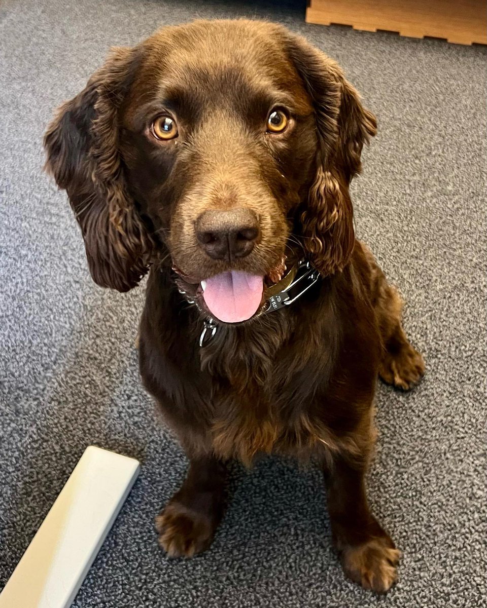 Greetings humans🐾 Popped by the #Colbert office today to ensure that everyone on staff is working hard. Someone needs to keep the two-leggers in line. Now back to my regularly scheduled nap. Check out my human @stephenathome with <a href="/teddysphotos/">Ed Sheeran</a> tonight at 11:35pm ET on <a href="/CBS/">CBS</a>.