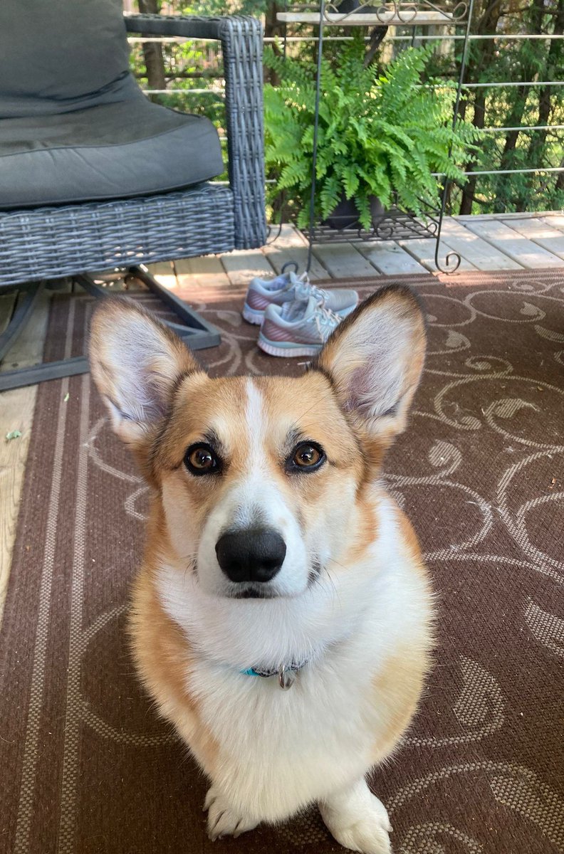 tomsmybeagle's tweet image. So, I'm doing my online training to work on election day. I'm at the Health and Safety lesson noting slips can be a hazard. Anyone else think this puddle looks like a corgi? #CorgiCrew #SafetyHazard