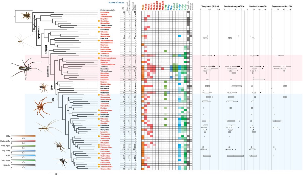If you think one spider is scary, how about more than 1000? 

#Genetics researchers have revealed essential amino acid motifs in spider silk by analyzing genotypes of 1098 spider species. scim.ag/bf