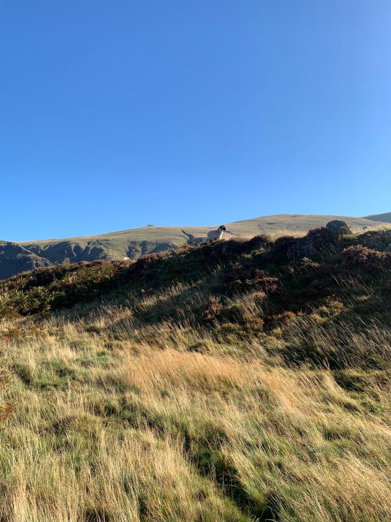 ambgem's tweet photo. Met this elderly couple today, they smashed The Wainwrights, had a fabulous crack on with them, hope I’m like that when I’m older #wainwrights #highrigg #thelakedistrict https://t.co/5mjFhfIq9B
