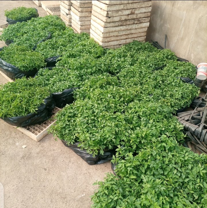 corporatefarmg1's tweet image. Half of the 30 000 tomato seedling order harvested and collected today. Client requested for variety Newton

Place advance seedling orders via our WhatsApp number +263783025005
Tomato seedlings take 4/5 weeks to mature.

#farming