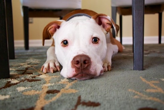 PetPlaceFans's tweet photo. It’s #AdoptAShelterDogMonth and we’re discussing Pitbulls! This breed is commonly found in shelters due to their "aggression." Remember, aggression is not a breed characteristic, and many Pitbulls are just as loving and cuddly as any other breed. #pitbulls #pitbulllove https://t.co/HxSj9YdIlM