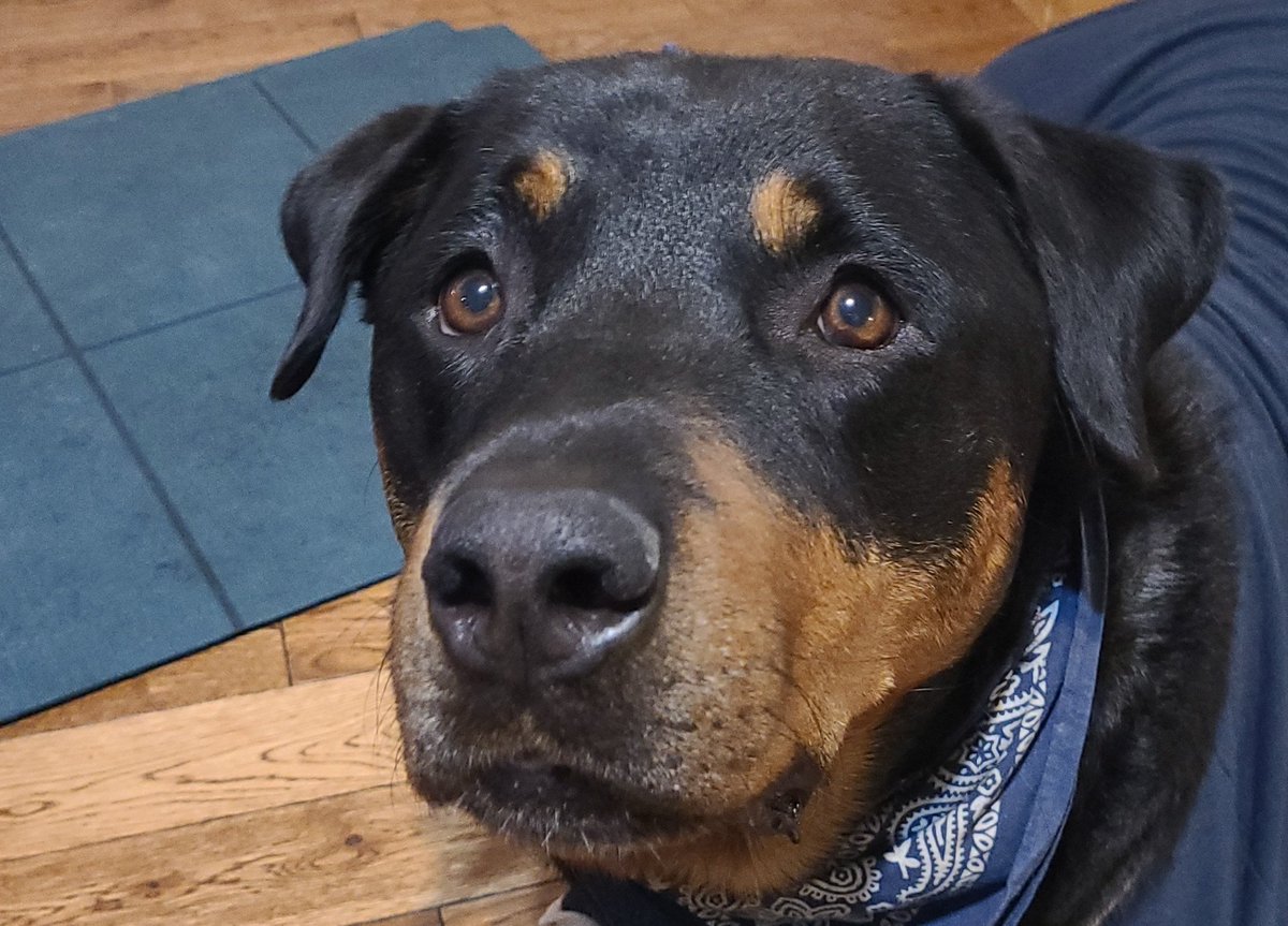 A dog will believe in you because they see past the image of yourself you show to other people, past the self doubt that makes you falter. They see in your soul and believe you are just as valuable as bacon. 
#WoofsOfWisdom

#DogsOfTwitter
