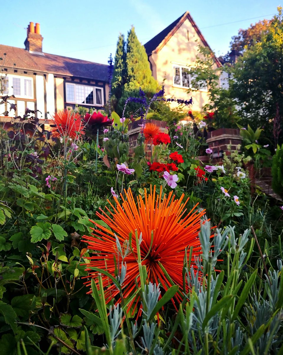 Alla_Sanders's tweet photo. Amazing huge bright flowers in the beautiful autumn garden near one of the houses in the South West London. I tried to look such gorgeous art by nature more close... And noticed that it's a handmade art.. 😁🤩
#thursdayvibes #flowers #garden #naturelovers #ThePhotoHour #autumn https://t.co/1s8ZcMNUH3
