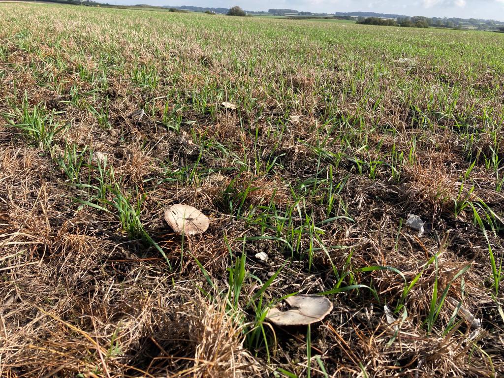 I have a new favourite drill! The <a href="/HORSCHUK/">HORSCH UK</a> Avatar has put wheat into a grass ley a dream in Glamorgan. No disturbance of the fungal populations here apparently <a href="/Farmer_DanMoore/">Dan Moore</a> <a href="/DickieRandL/">Richard Anthony</a>