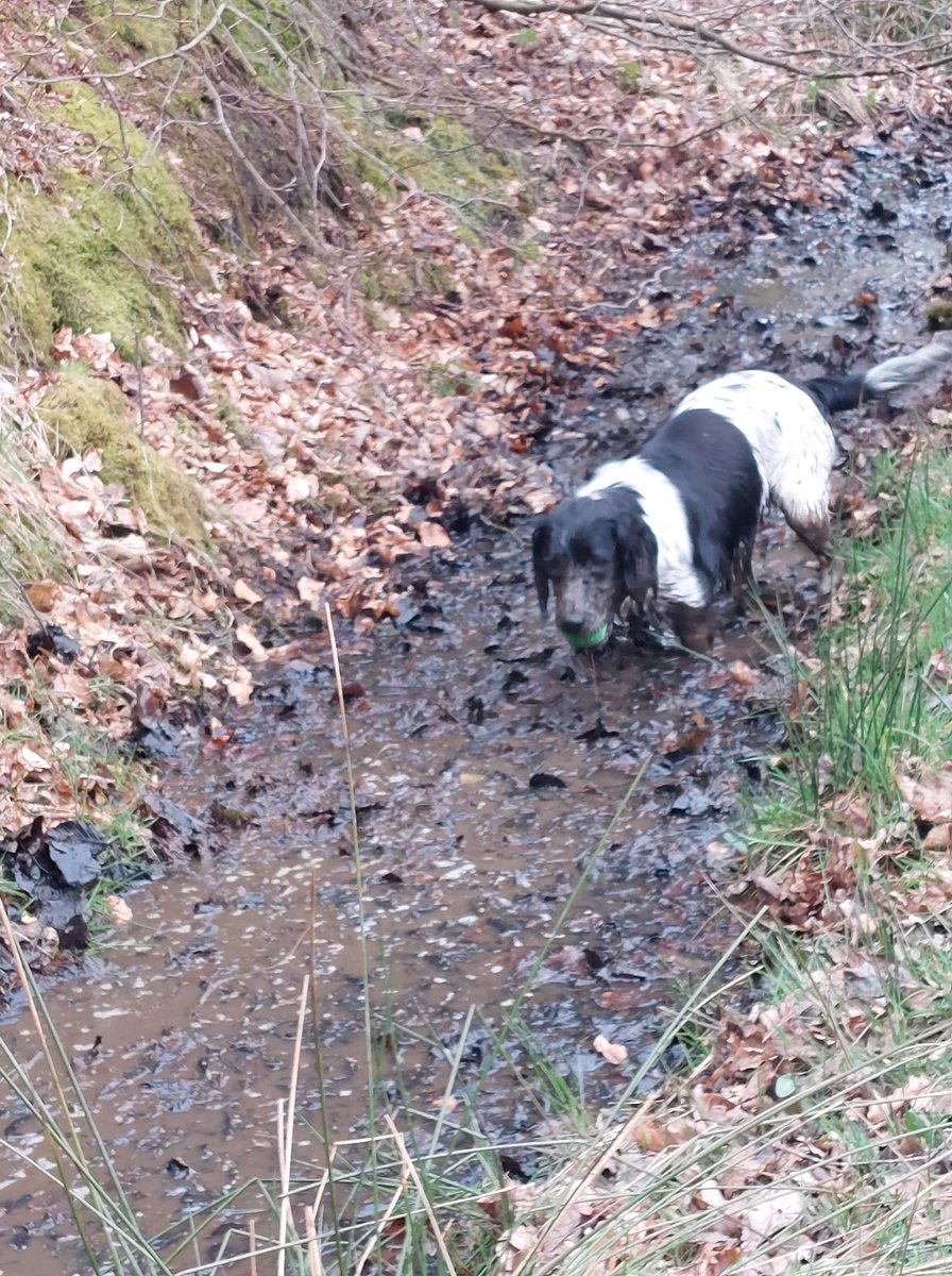 Feeex's tweet photo. #YappyDirtyDog @yappy_com https://t.co/AAgwBpoP6O