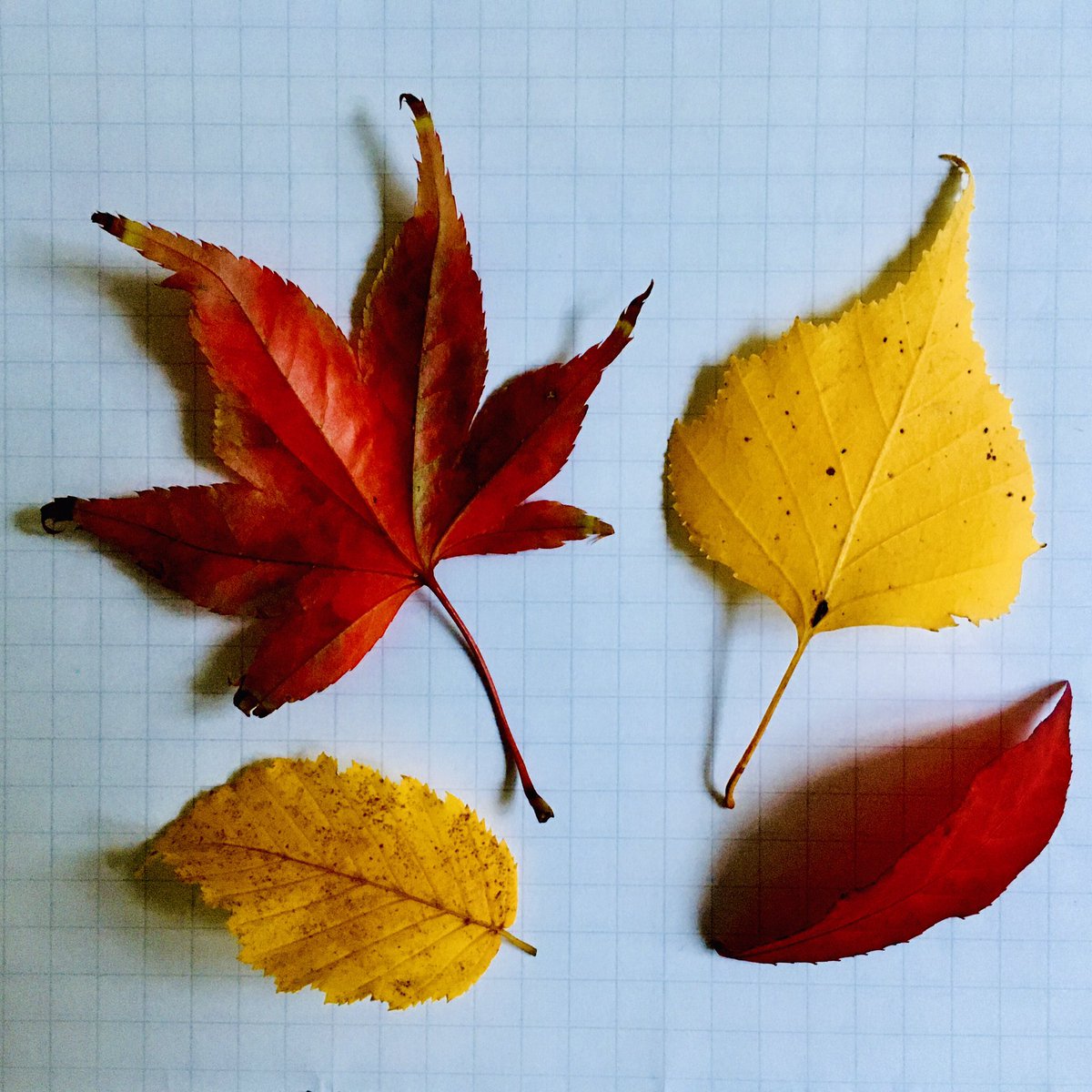 Anouk Emanuel tweet media