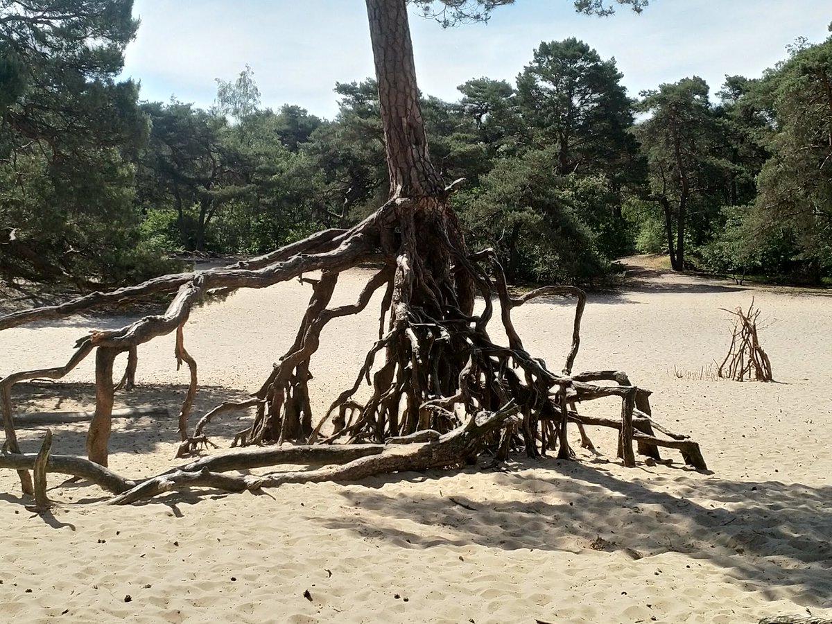 Zandverstuiving Panbos #Bilthoven  
#Panbos @UtrLandschap