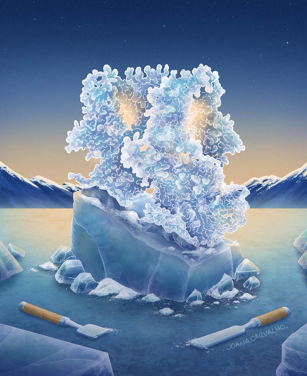 HaoAili's tweet photo. 🤩The unique opening mechanism of TRPM8 revailed in an amazing study done by our colleagues and friends @ying__yin 🧊 

Beautiful art work credits to @joana_gcc https://t.co/o1ZcWgTgWN
