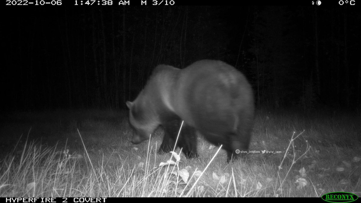 viv_iam's tweet photo. BIG critters wandering after dark! Not often I can do a size comparison between a #grizzlybear &amp; a #cougar but these two passed same #trailcamera on the same day last week. Avg size #bear, very solid #mountainlion  🐻🆚🦁 #wildlife #natureisawesome #nature #cabinlife https://t.co/OMG34Ovlzb