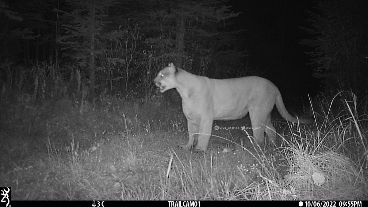 viv_iam's tweet photo. BIG critters wandering after dark! Not often I can do a size comparison between a #grizzlybear &amp; a #cougar but these two passed same #trailcamera on the same day last week. Avg size #bear, very solid #mountainlion  🐻🆚🦁 #wildlife #natureisawesome #nature #cabinlife https://t.co/OMG34Ovlzb