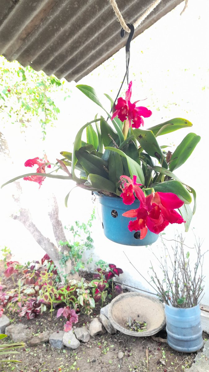Fazendo mudas e plantando .