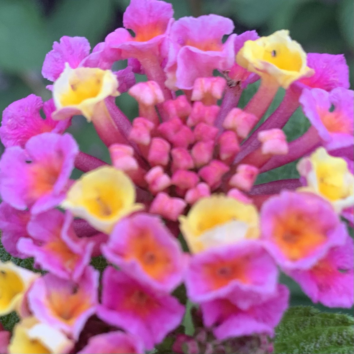 おはよう御座います(*´▽｀)ﾉﾉ 🌸🌸🌸花の便り🌸🌸🌸 ランタナは、別名七変化とも言われ、その名の通り花の色の変化を楽しませてくれる常緑低木です