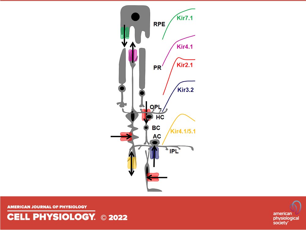 AJPCellPhys's tweet photo. Inward rectifier #potassium (Kir) channels in the #retina: living our vision
New #review by authors from @McPherson_ERI, @UWMadison_Eyes, and @uwsmph
Read more: https://t.co/Hx8PkPWcTR
#blindness #retinopathy #neurophysiology #PotassiumChannels https://t.co/UJ4jbm2nUH
