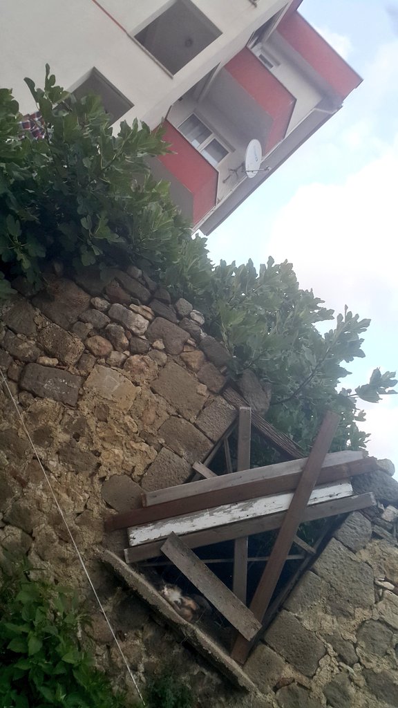 Ocağıma incir ağacı diktin