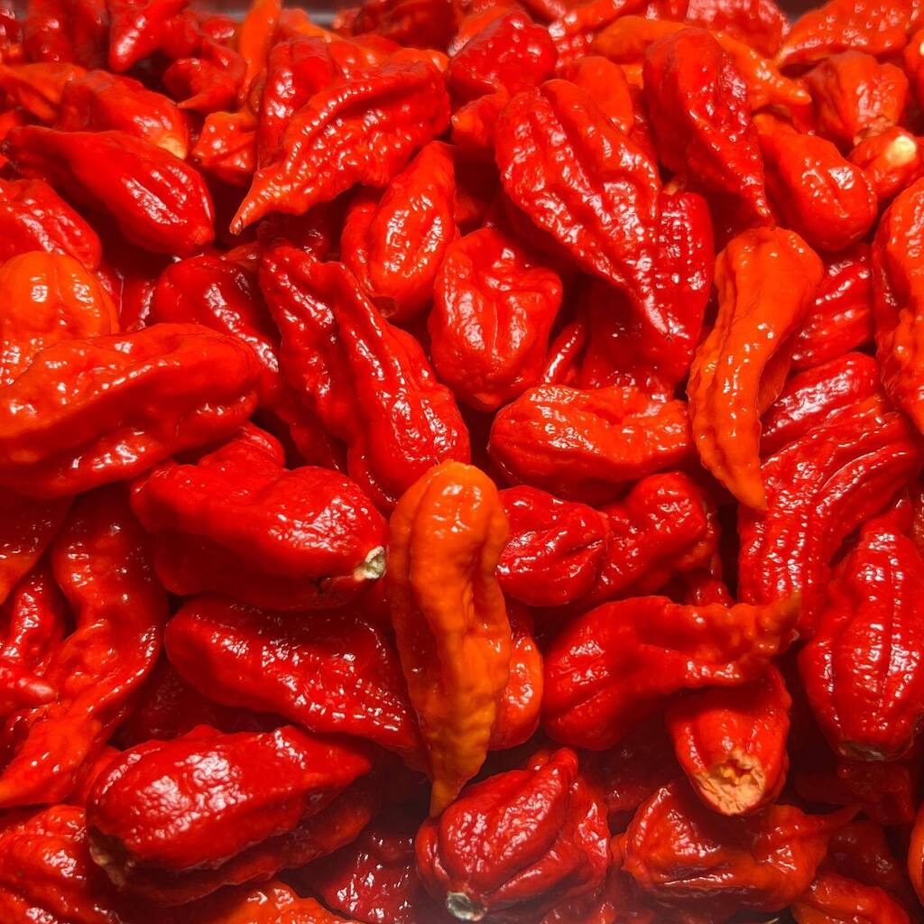 ChilliProjectUK's tweet photo. A whole load of Burmese Naga pain. 8kg destemmed and processed for the freezer. #superhot #burmese #naga #chilli #nofilter🔥🔥🔥😍 https://t.co/3eby5NKEYI https://t.co/7CGoj8Y3Ak