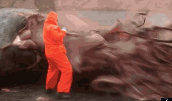 AWhaleADay's tweet image. 100%

I want to get #Explodingwhale trending.

I have issues :S