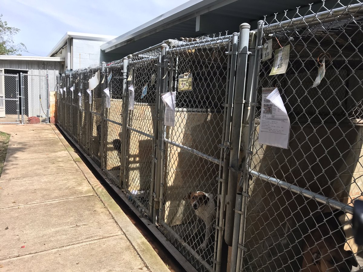 WEARDanielg's tweet photo. #AdoptionNeeded The Panhandle Animal Rescue Society is starting renovations and need to make room. If you have been thinking about owning or even housing temporarily, PAWS could use your help. They need to clear out the shelter by Wed. If you can help, stop by today. @weartv https://t.co/ZYe06QLSuf
