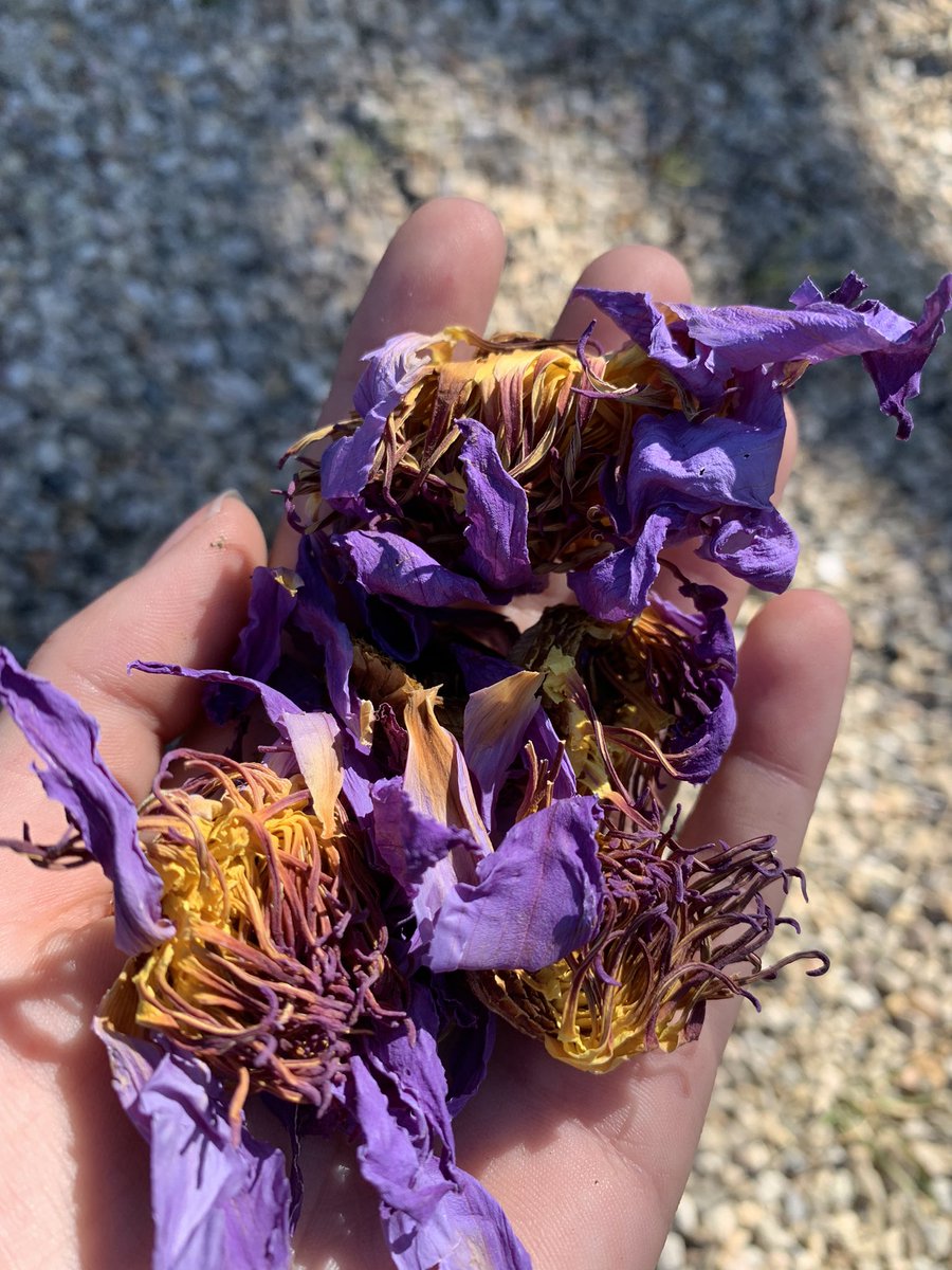 Smoking blue lotus helps relieve mental disorders. Best used for PMDD,  and seasonal depression🌸✨🪞❄️