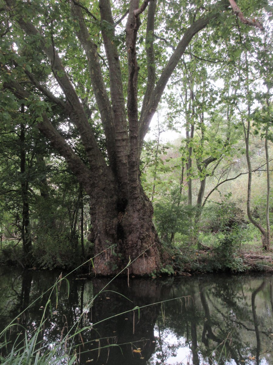 sarah7nunhead's tweet photo. Plane tree for @TheStreetTree though it is not on a street but on a route, #weynavigation, there were kingfishers https://t.co/2y4D5qw84z