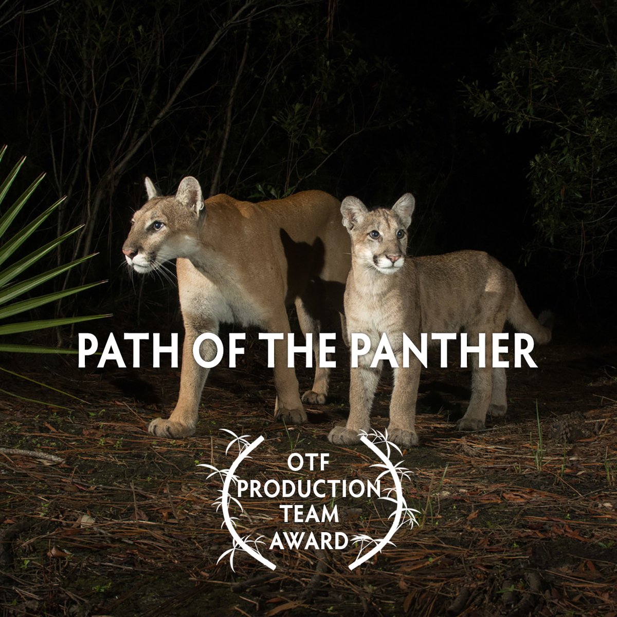 WildscreenFest's tweet photo. Winner of the 2022 OTF Production Team Award is - Path of the Panther

@grizzlycreekfilms
@wildpath_
@offthefencebv https://t.co/knU1Q9UehO