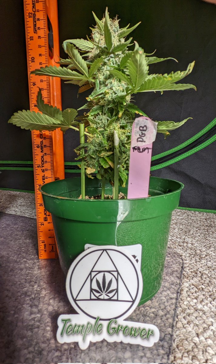 TempleGrower's tweet photo. So apparently if I just vegged these a bit instead of going directly to 12/12 they would be bigger! Never thought of that! Shit! 🤔🥲🫠🌱
#GrowYourOwn #MicroGrow #Cannabis #GrowWithUs #TempleGrownGenetics #Budsticks https://t.co/hCObJi0eHj