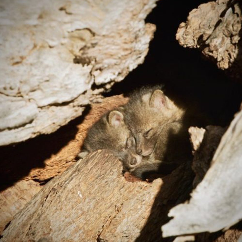 SkScienceCentre's tweet photo. Channel Island foxes are considered a keystone species within its habitat because, without it, the natural ecosystem of the island would collapse.
Learn more about 'Back from the Brink': https://t.co/YayD3IP7Zm
#sasksciencecentre #kramerimaxtheatre
#bftbsk #imaxfilm https://t.co/qLxSRIKotq