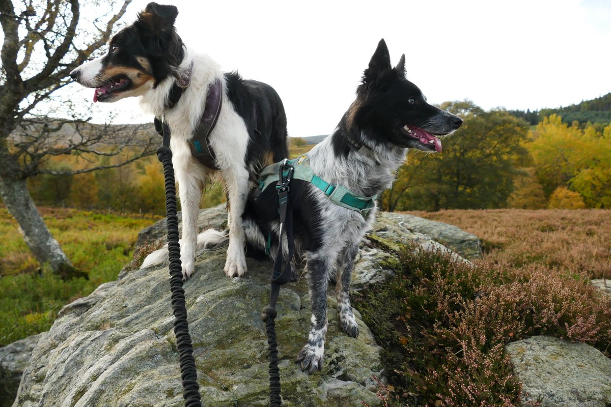 colliefullife's tweet photo. We like posing looking in opposite directions!
#Hilldogs #DogsOfTwitter #BorderCollies #DogTwitter #DogsOnTwitter https://t.co/PuiMXvWZ2A