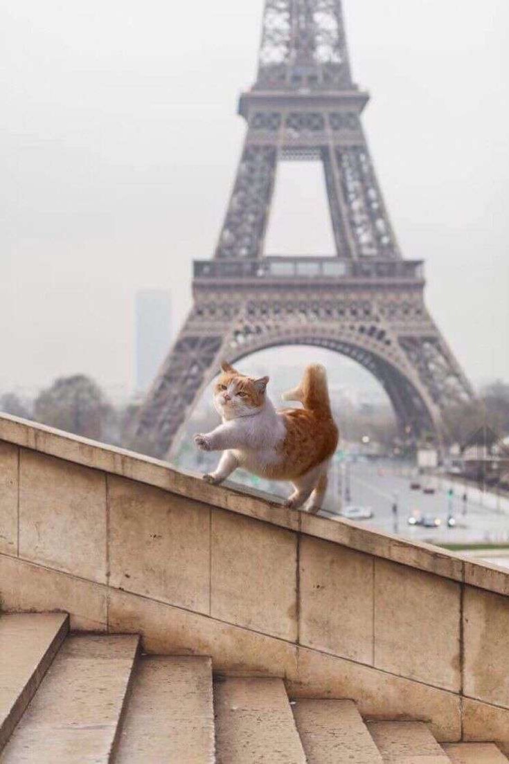 sinemmmmmmmnm's tweet photo. Bak kedicik hayalimi yaşıyorsun sen benim ruh ikizim olabilirmisin acaba🐾 https://t.co/k2OotgfNse