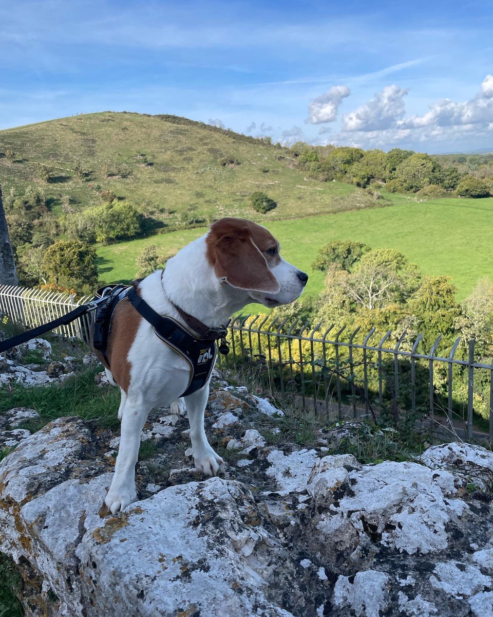 Love where we live 💚 little weekend visit to Corfe Castle <a href="/nationaltrust/">National Trust</a> 🌳🏰☀️ #history #dorset #corfecastle #weekendadventure